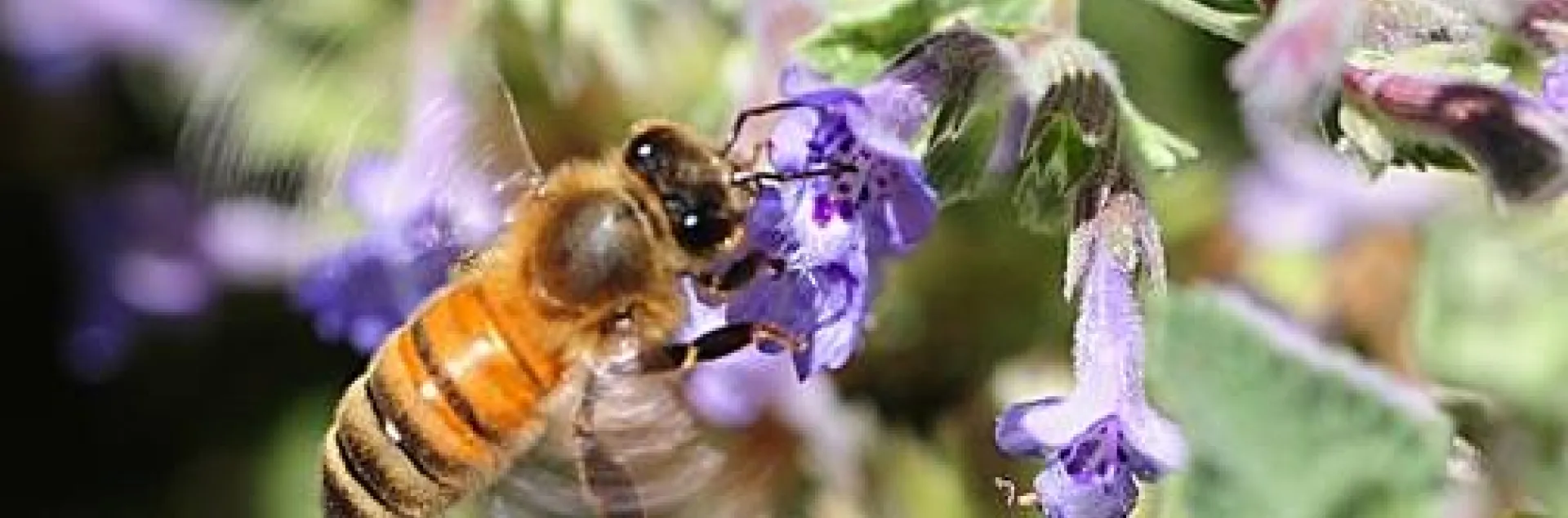 National Honey Bee Day