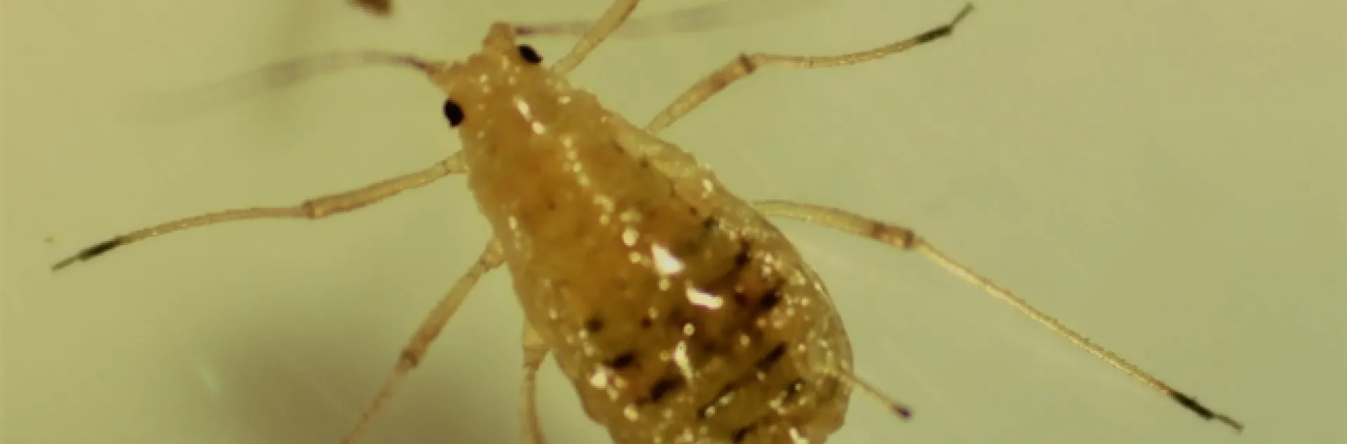 Fig. 1. Lettuce aphid.