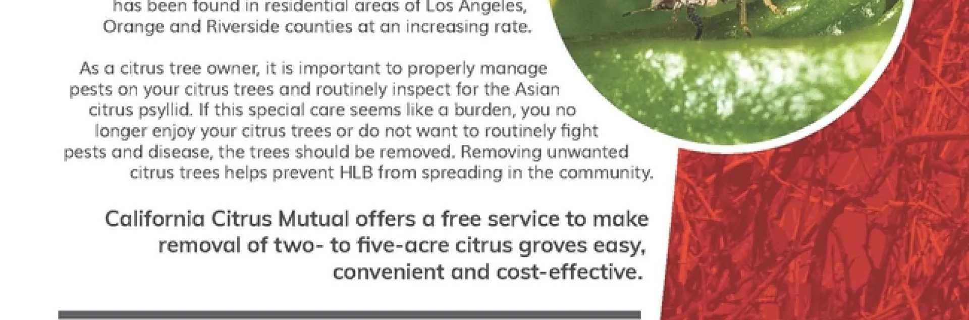 ACT Now Flier FINAL2