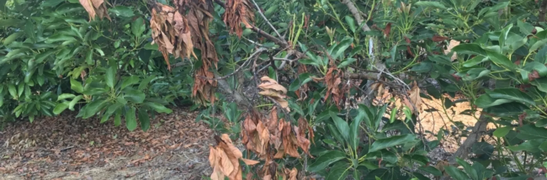avocado leaf blight before heat