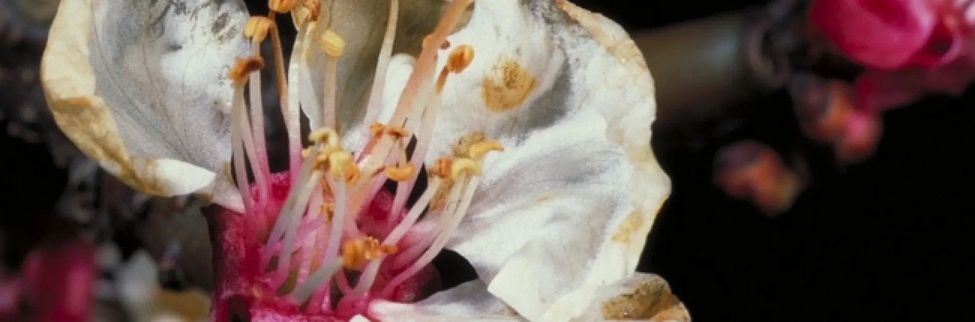 <b>Brown Rot on Blossom</b><br>Photo by Jack Kelly Clark, courtesy UC Statewide IPM Program