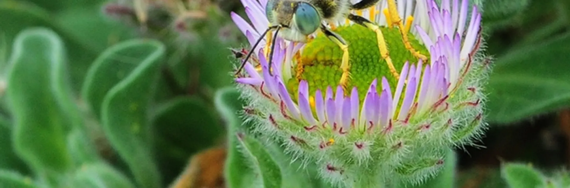 A sand wasp, Bembix americana, foraging on seaside daisies at Bodega Bay. (Photo by Kathy Keatley Garvey)