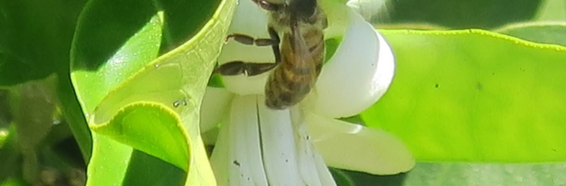 Honey Bee on Citrus blossom 2018.
