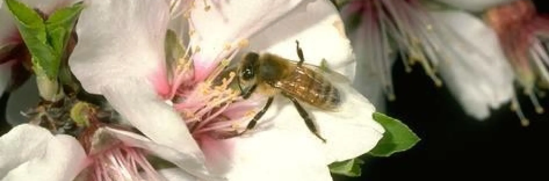 Honey bee on almond blossom. Photo by Jack Kelly Clark.