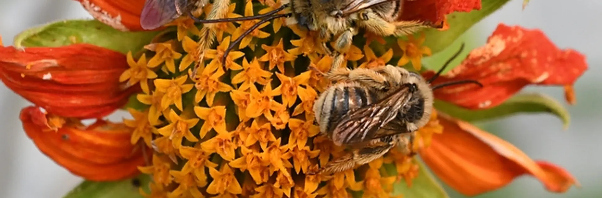 Longhorned bees--Melissodes (possibly M. robustior) slumbering on a Mexican sunflower. (Photo by Kathy Keatley Garvey)