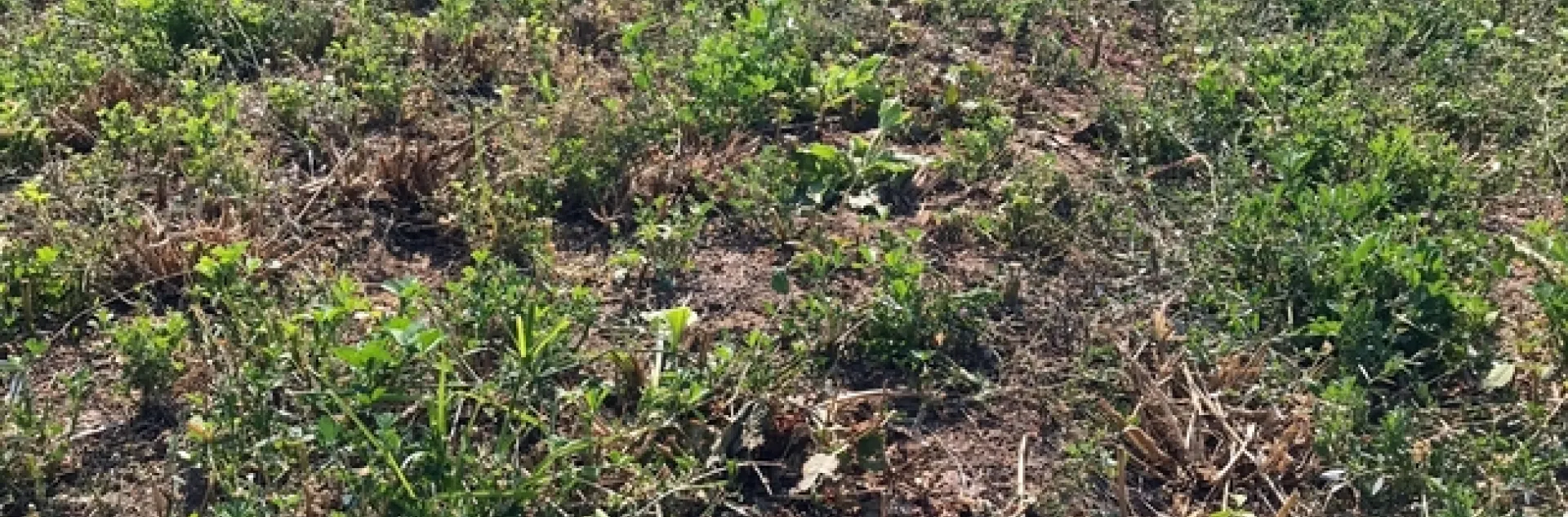 Weeds in alfalfa in the Sacramento Valley