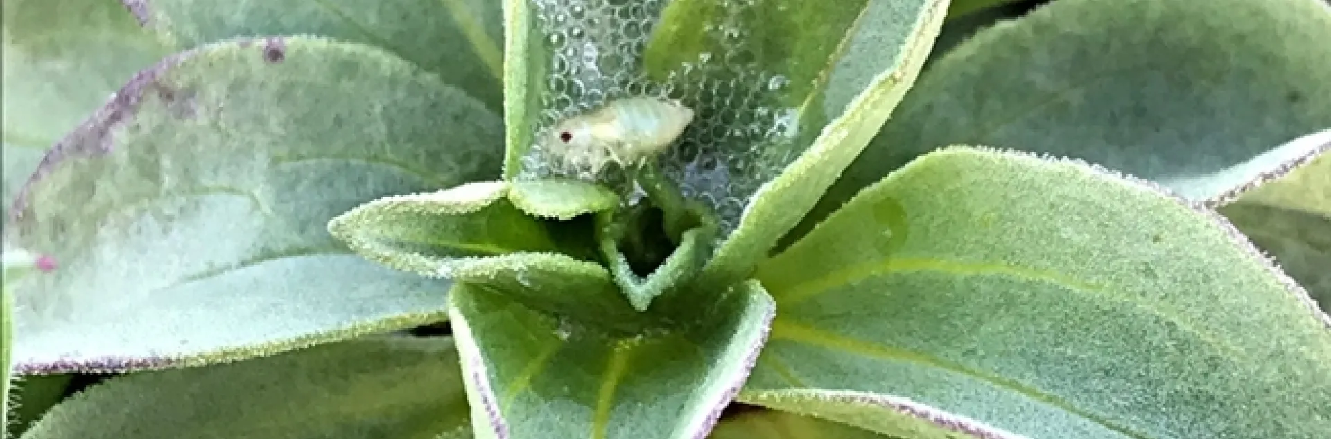 A meadow spittlebug nymph at the Bodega Marine Reserve. (Photo by Mikaela Huntzinger)