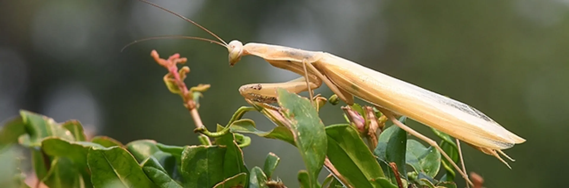 A male praying mantis, Mantis religiosa, emerges from a pomegranate bush. (Photo by Kathy Keatley Garvey)