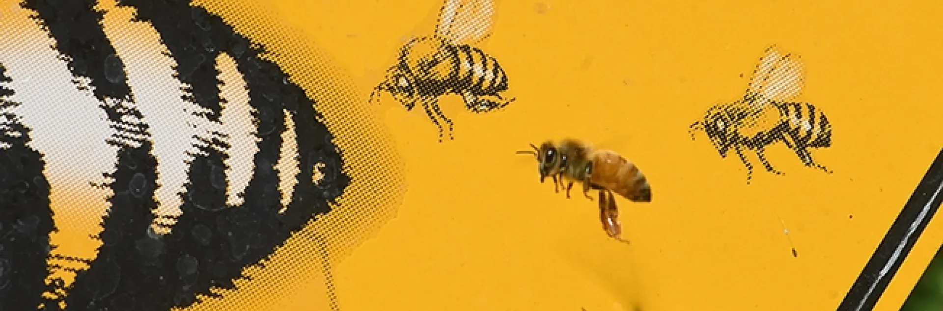 A honey bee flies in formation with "fake" bees on a bee crossing sign. Bees can flap their wings around 240 times per second. (Photo by Kathy Keatley Garvey)