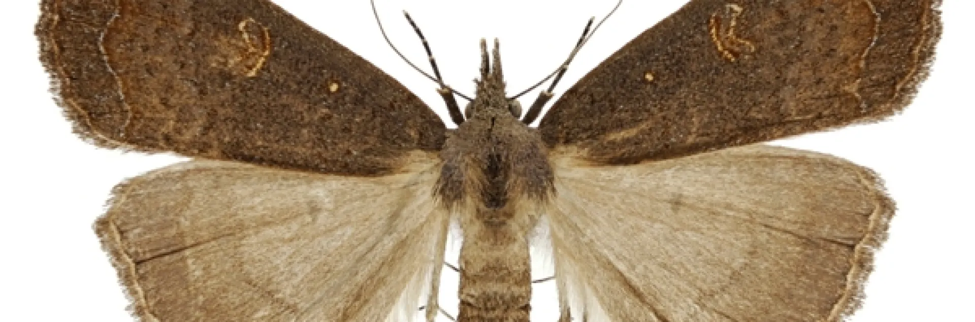 Rhapsa scotosialis female