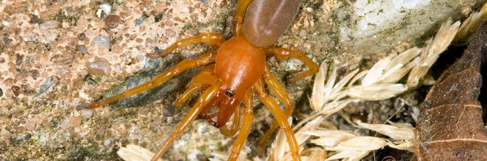 The woodlouse spider, Dysderca crocata, is neither a new species nor deadly, contrary to a Facebook hoax disguised as a public service announcement. (Photo by Michel Vuijlsteke, courtesy of Wikipedia)