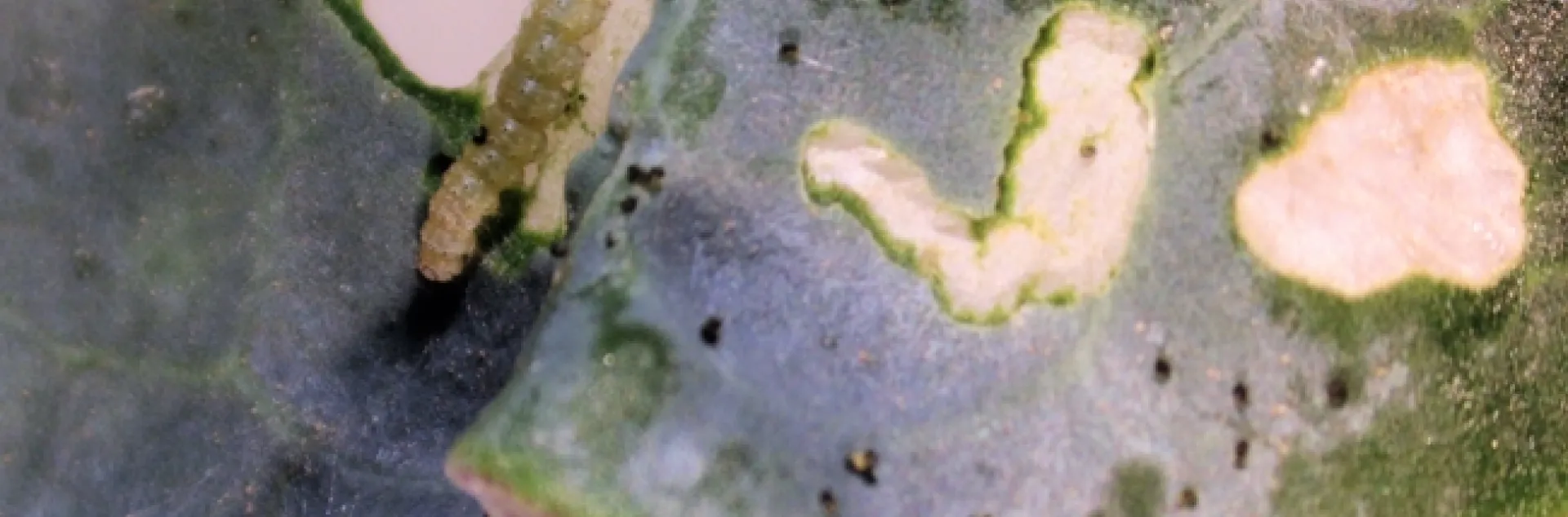 Fig.1. Characteristic window panning injury from Diamondback larva feeding on a broccoli leaf.
