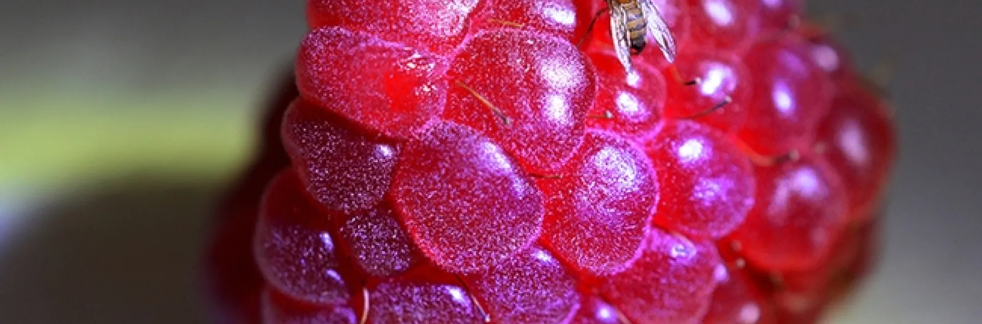 Spotted wing drosophila on a raspberry. Both Frank Zalom and Joanna Chiu of the UC Davis Department of Entomology and Nematology faculty, research collaborators, will speak on this pest. (Photo by Kathy Keatley Garvey)