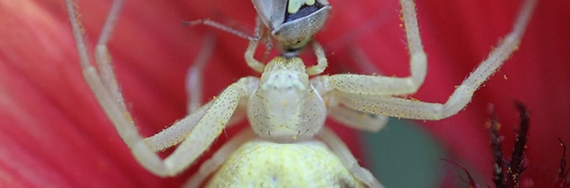 A crab spider snares a Lygus bug. Emily Bick, for her doctorate, is behaviorally manipulating a pesticide-resistant insect (Lygus spp.) away from high-value horticultural crops using a push-pull strategy. (Photo by Kathy Keatley Garvey)
