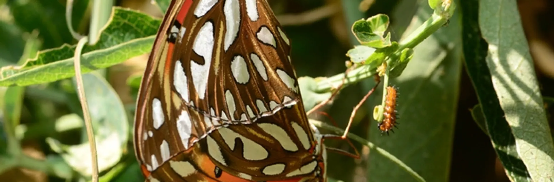 Gulf Fritillaries (Agraulis vanillae)on their host plant, Passiflora, doing what nature intended. At the far right is a Gulf Frit caterpillar. (Photo by Kathy Keatley Garvey)