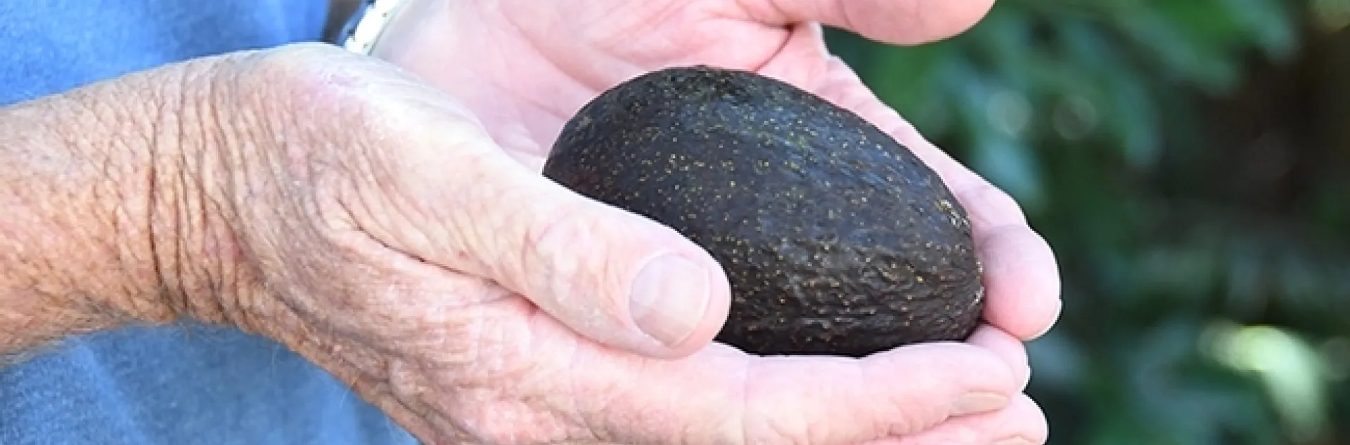 Los adictos al aguacate conocen a esta fruta como una auténtica diosa que nunca desilusiona, nunca engaña, nunca te deja insatisfecho. (Fotografía por Kathy Keatley Garvey)
