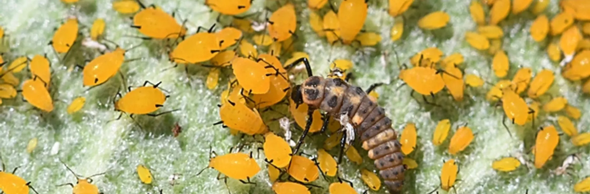 Lady beetle larva dining on aphids on milkweed, UC Davis campus. (Photo by Kathy Keatley Garvey)