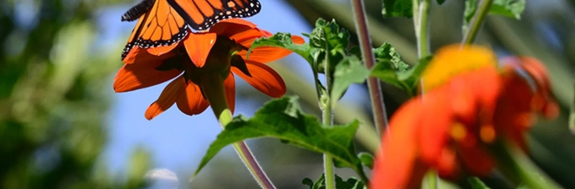 A male monarch on Mexican sunflower (Tithonia) on Aug. 30 in a Vacaville pollinator garden. (Photo by Kathy Keatley Garvey)