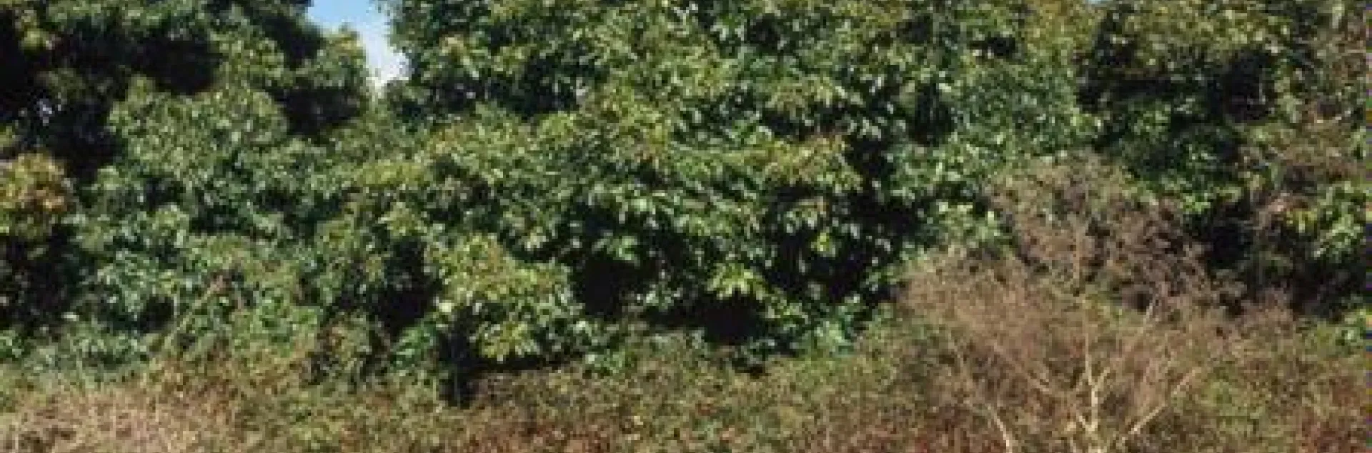 weeds bordering avocado orchard