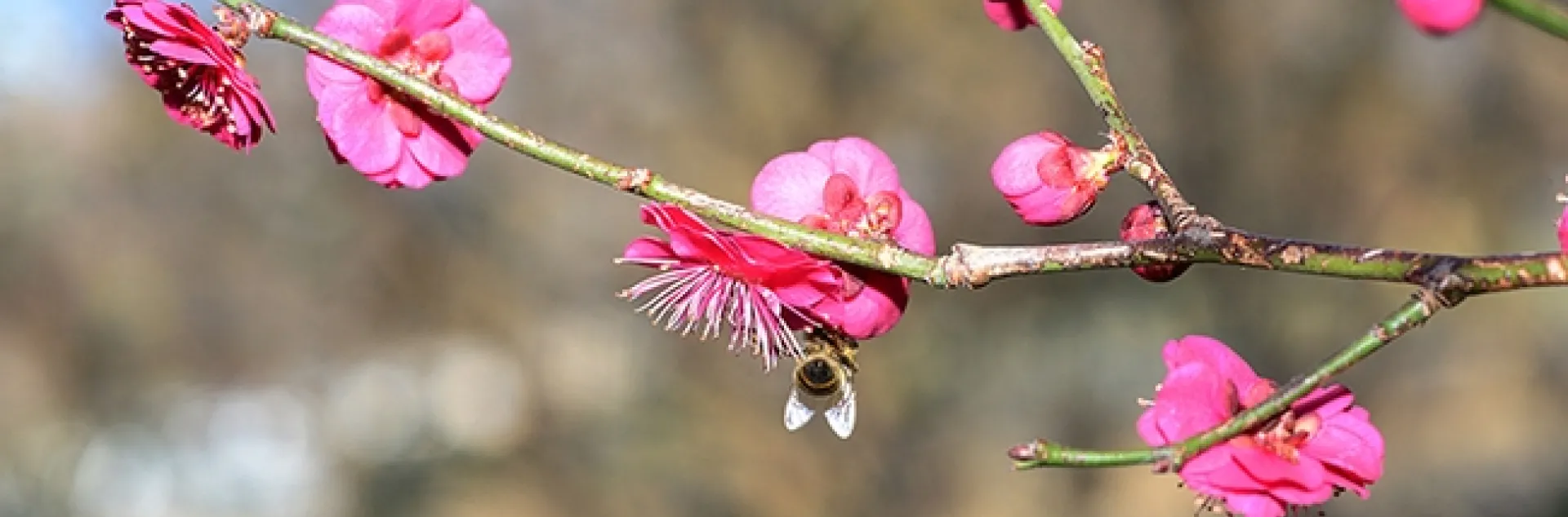 A honey bee takes a liking to a red Japanese apricot, Prunus mume "Matsubara red," n the Storer Garden, UC Davis Arboretum and Public Garden. This blooms around January-February. (Photo by Kathy Keatley Garvey)