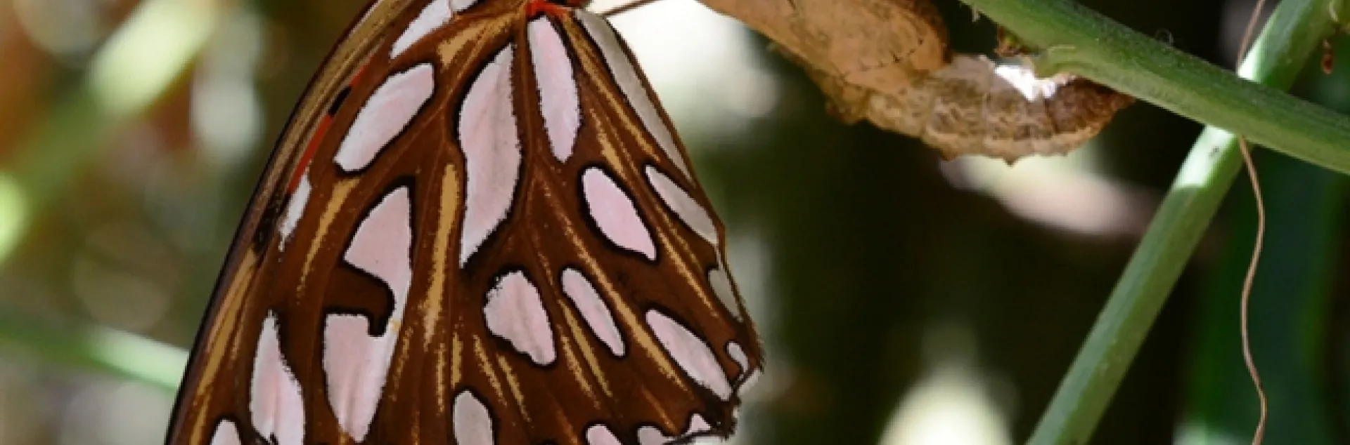 A newly eclosed female Gulf Fritillary (Agraulis vanillae) hanging from her empty chrysalis. (Photo by Kathy Keatley Garvey)