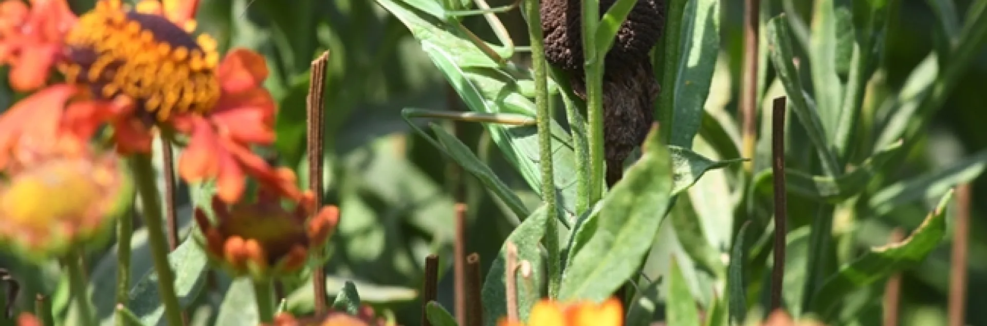 A female praying mantis, Mantis religiosa (as identified by praying mantis expert and UC Davis student Lohit Garikipati) is camouflaged in the Kate Frey Pollinator Garden, Sonoma Cornerstone. (Photo by Kathy Keatley Garvey)