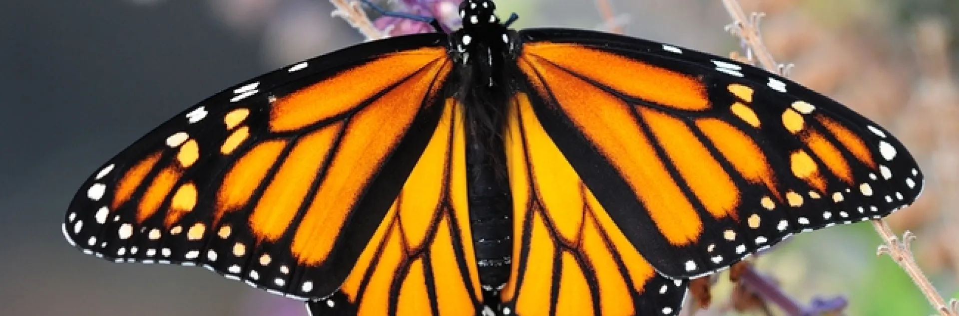 A female monarch butterfly nectaring in a Vacaville pollinator garden. (Photo by Kathy Keatley Garvey)