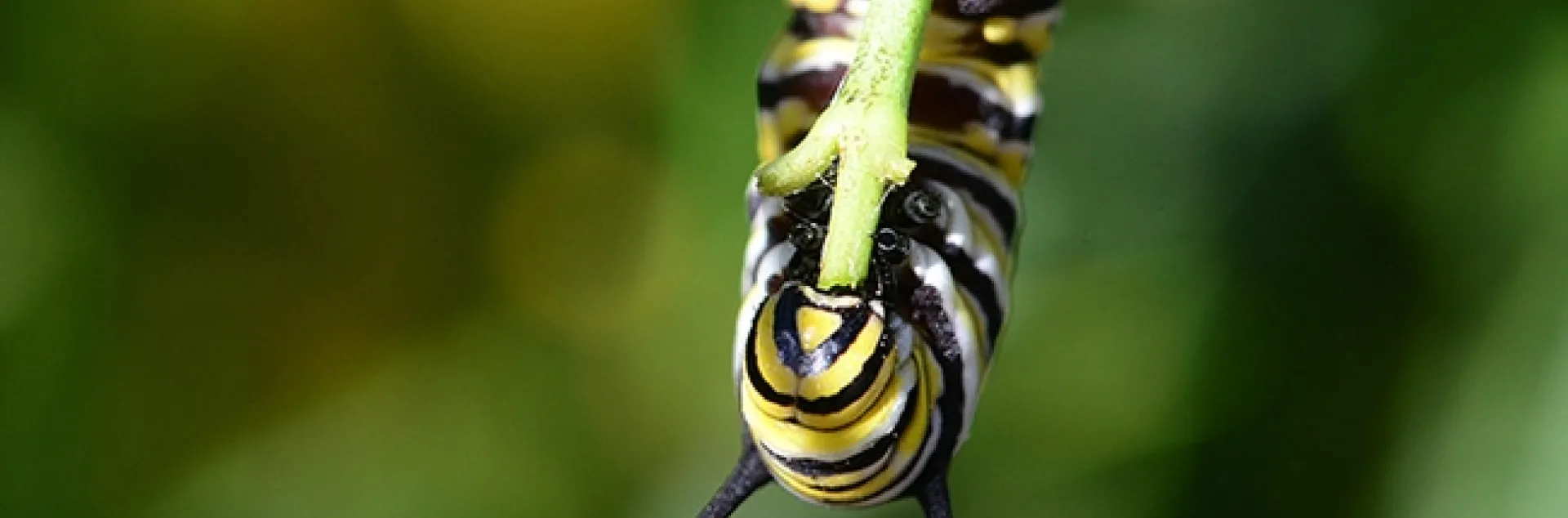 A hungry monarch caterpillar chewing on a milkweed stem this morning in a Vacaville pollinator garden. (Photo by Kathy Keatley Garvey)