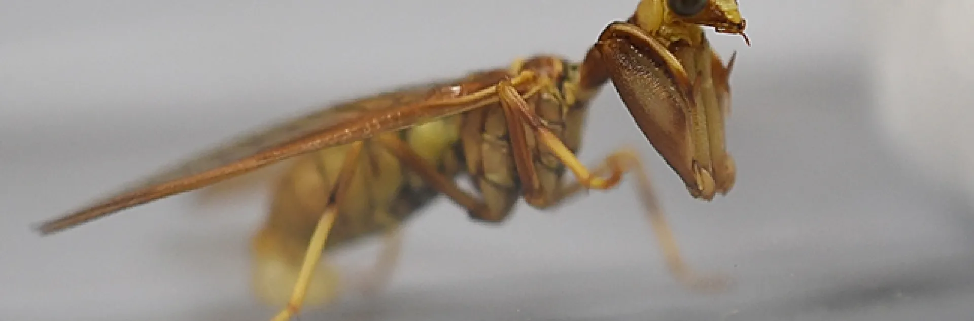 Mantidflies use their front legs to catch small insect prey. This one was collected by John De Benedictis at the UC Davis Stebbens Cold Canyon Reserve. (Snapshot by Kathy Keatley Garvey)