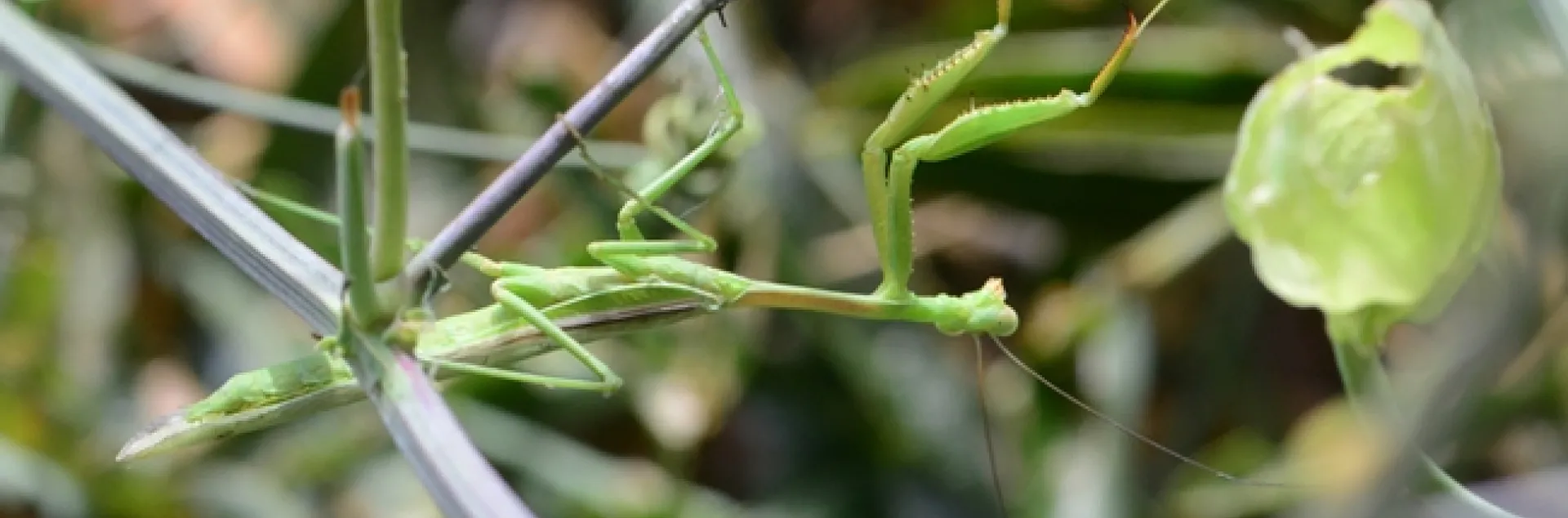 A male Stagmomomantis limbata, as identified by mantis expert Lohit Garikipati, a UC Davis student who rears mantids, stretches in the passionflower vine. (Photo by Kathy Keatley Garvey)