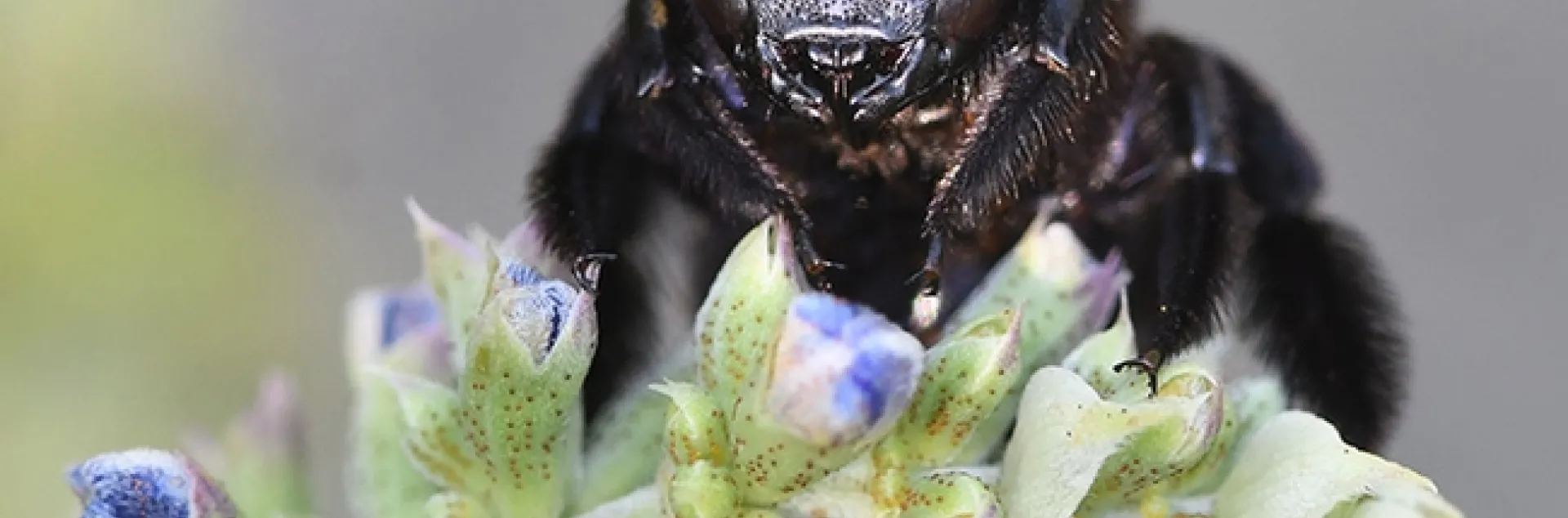 Don't bug me, I'm trying to wake up. This female Valley carpenter bee, Xylocopa varipuncta, peers over a blue spike salvia (Salvia uliginosa) blossom. (Photo by Kathy Keatley Garvey)