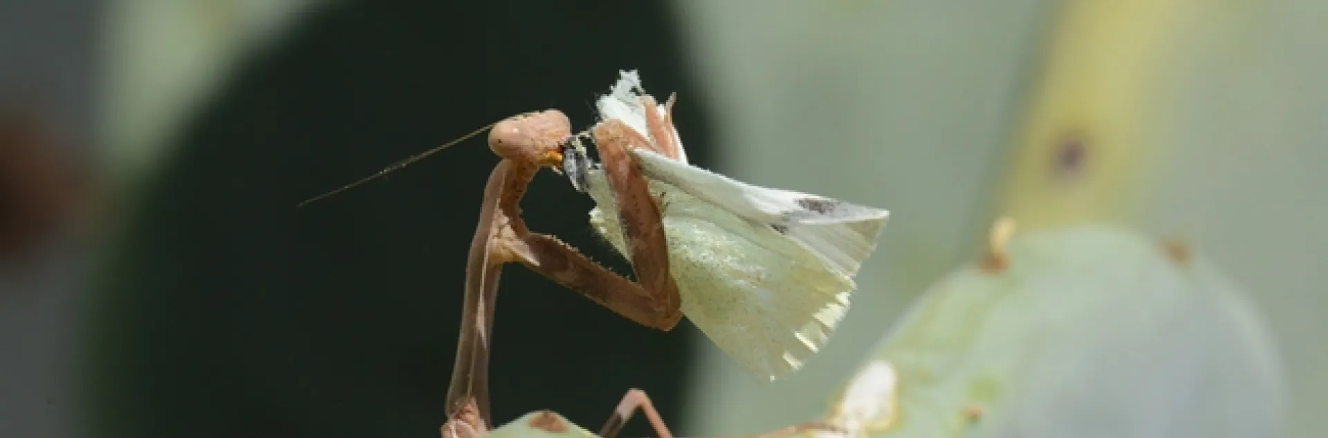 A praying mantis dining on a cabbage white butterfly. (Photo by Kathy Keatley Garvey)