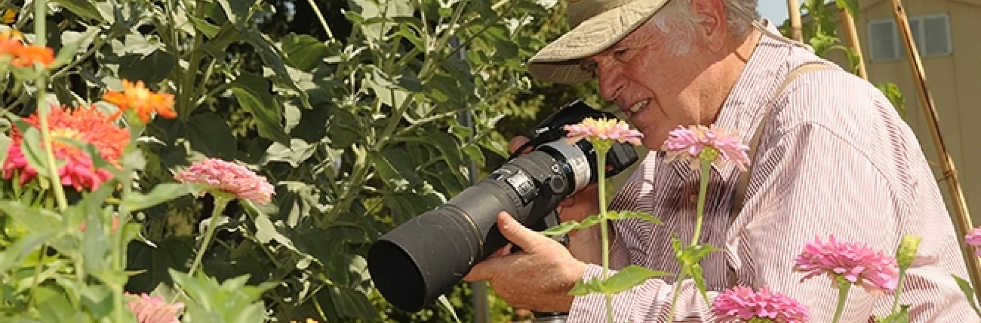 Photographer Allan Jones of Davis focuses his camera on insects in the Häagen-Dazs Honey Bee Haven. (Photo by Kathy Keatley Garvey)