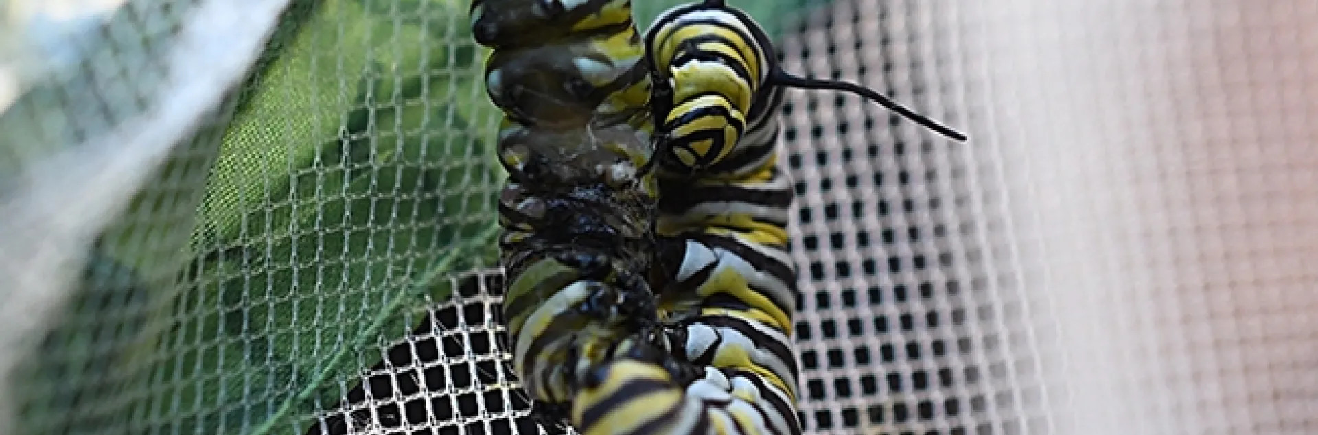 An aggressive caterpillar attacks another 'cat trying to pupate. (Photo by Kathy Keatley Garvey)