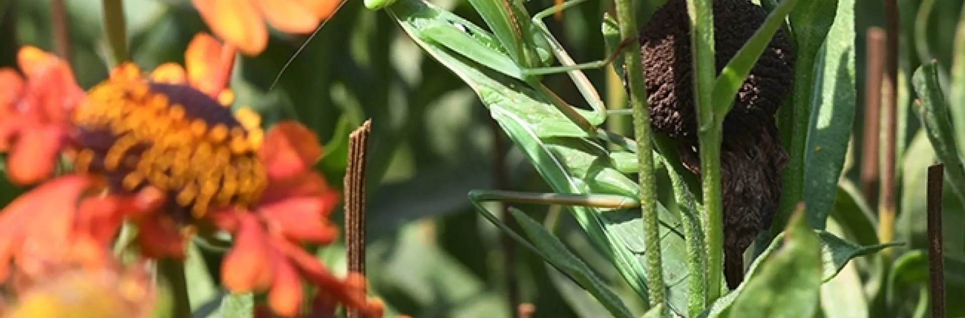 Watch out! A honey bee buzzes into the habitat of a praying mantis. Praying mantids will be exhibited Saturday, Sept. 22 during the Bohart Museum of Entomology open house. UC Davis student Lohit Garikipati will display some of his mantids, including orchids. (Photo by Kathy Keatley Garvey)