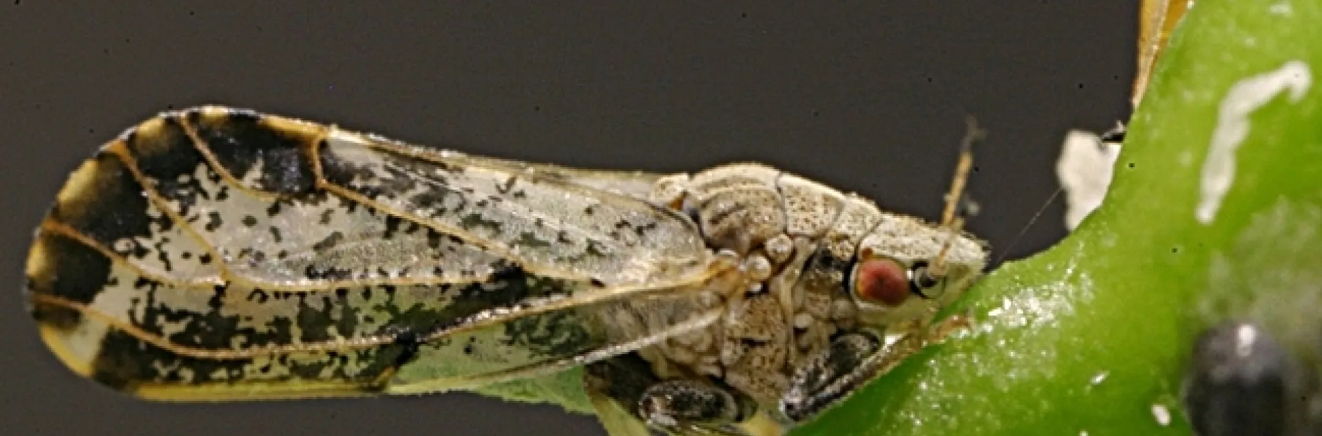 The Asian citrus psyllid, about the size of an aphid, is a major threat to the multibillion dollar citrus industry in the United States.(Photo courtesy of the California Department of Food and Agriculture)