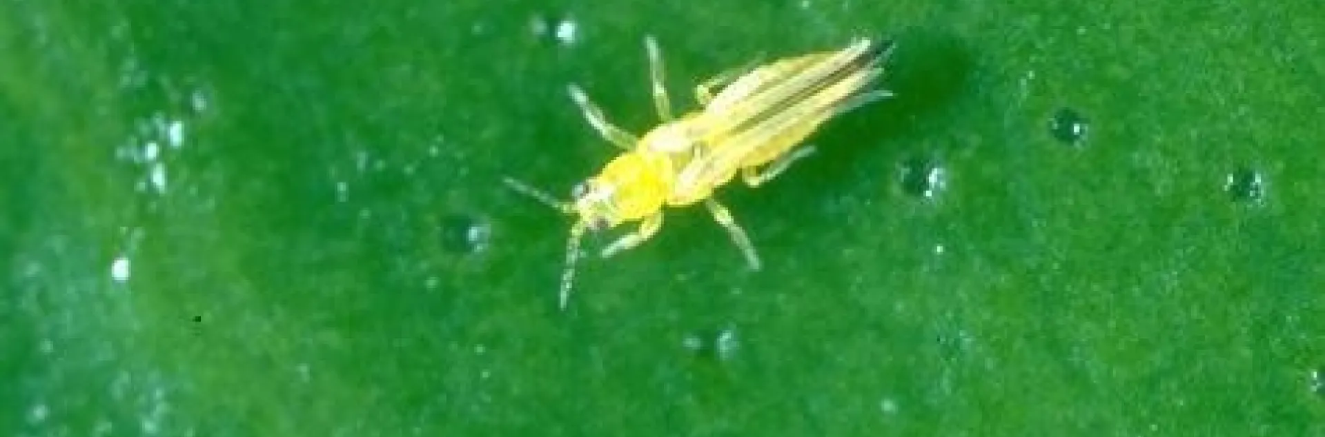 citrus thrips