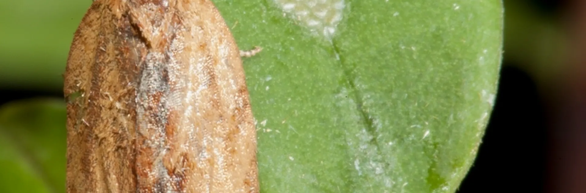 Light brown apple moth adult and egg mass. Photo by S. Tjosvold