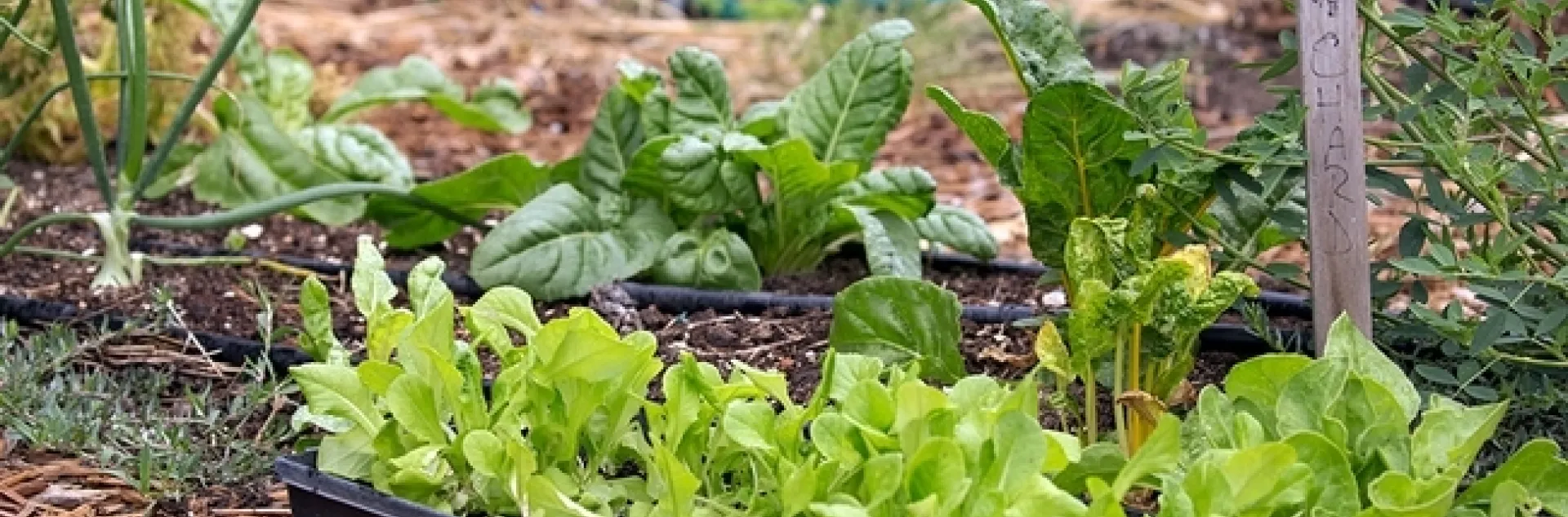 Una alternativa a plantar semillas es comprar plántulas de verduras en el vivero local.