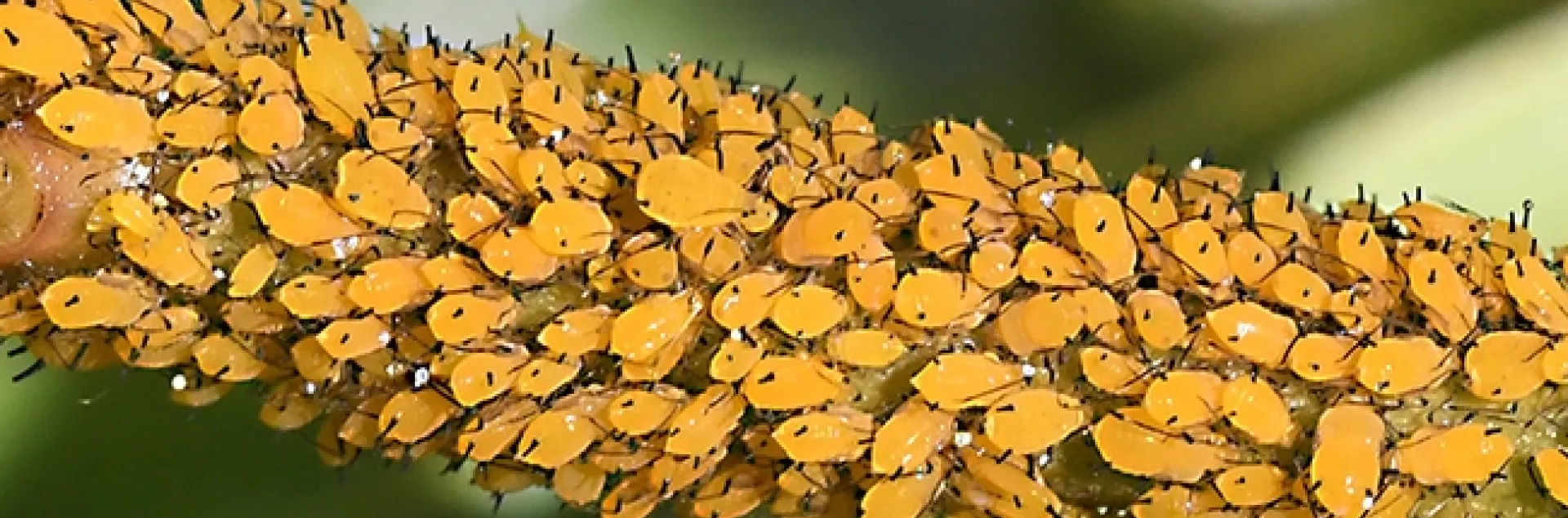 Oleander aphids clustering on a milkweed stem. (Photo by Kathy Keatley Garvey)