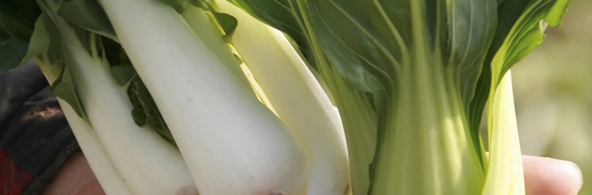 White and Green Bok Choi, by Aziz Baameur