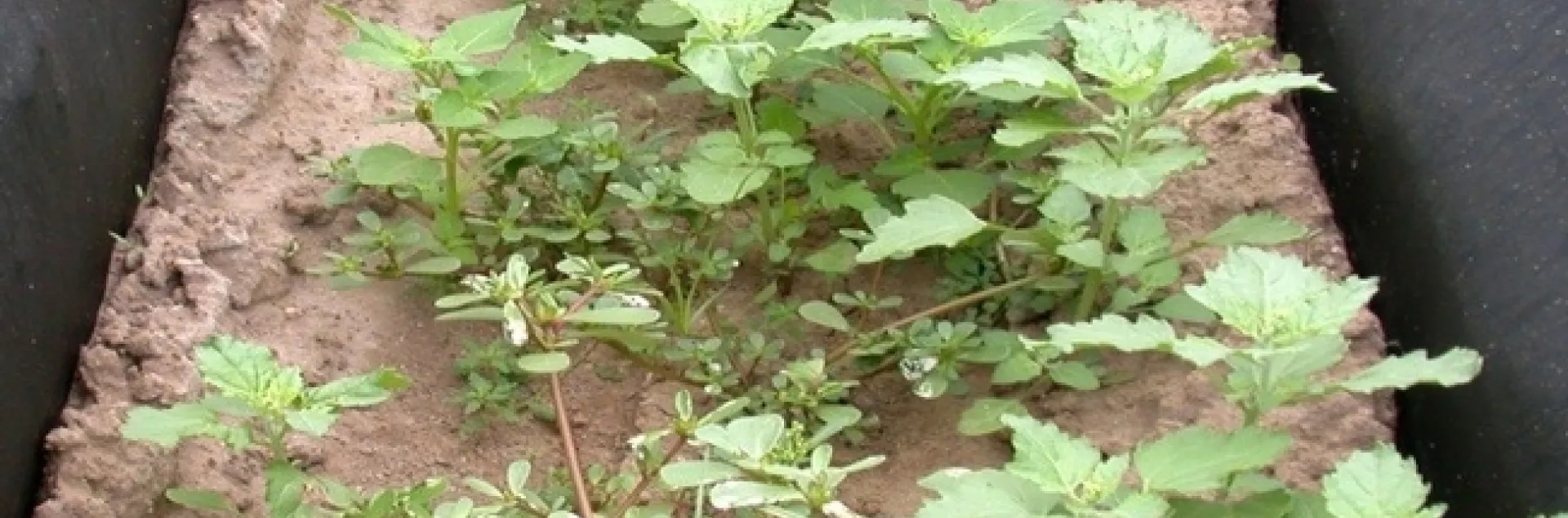 organic herbicide live