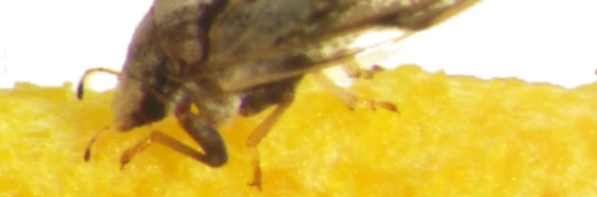 Dead psyllid in feeding position on Specialized Pheromone and Lure Application Technology (SPLAT®) card. Photo credit: Justin George and Stephen Lapointe.