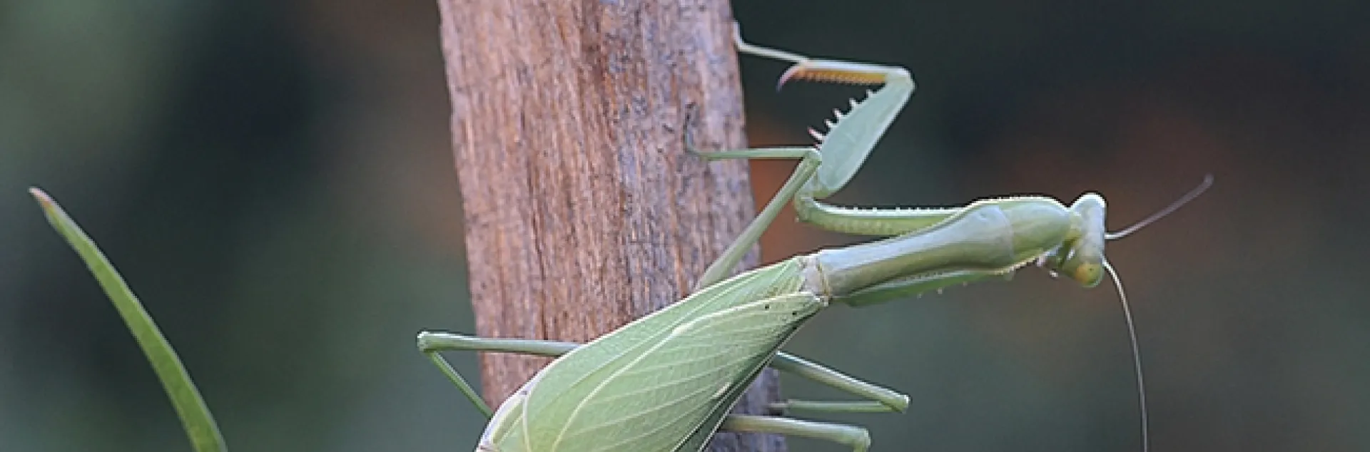 Ms. Mantis, on a redwood stake in a milkweed planter in Vacaville, Calif., is trying to find a place to lay her egg mass, an ootheca. This image was taken Sunday night, Sept. 23. (Photo by Kathy Keatley Garvey)
