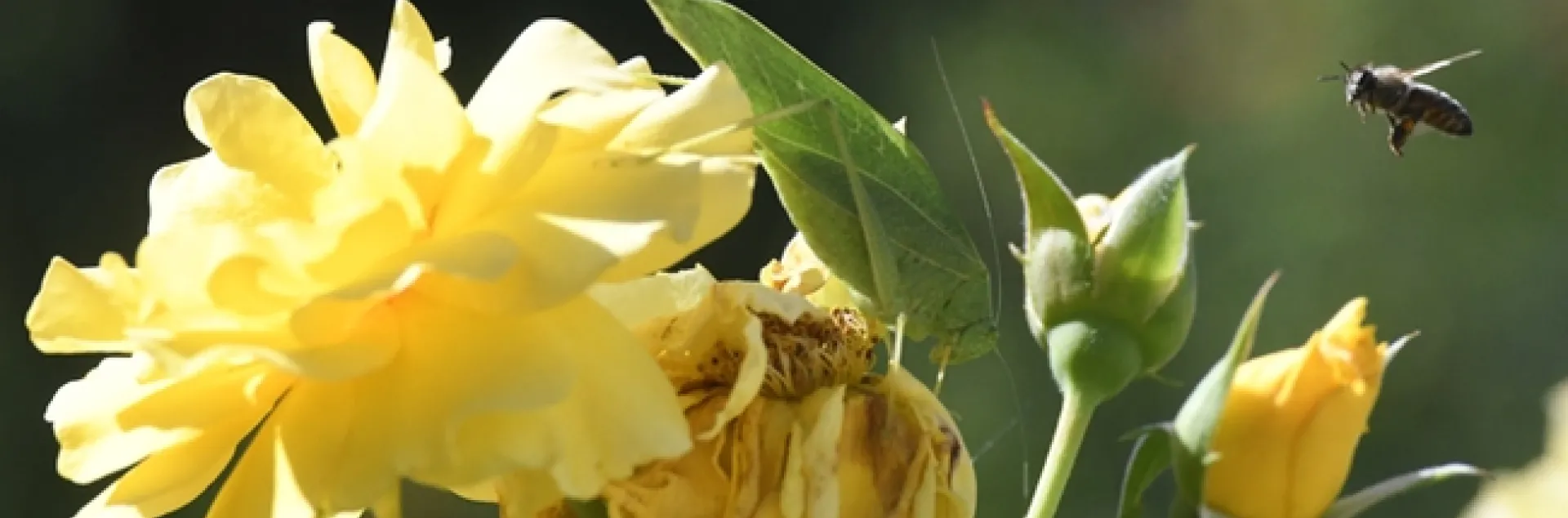 Honey bees circle a fork-tailed bush katydid feeding on a yellow rose. (Photo by Kathy Keatley Garvey)