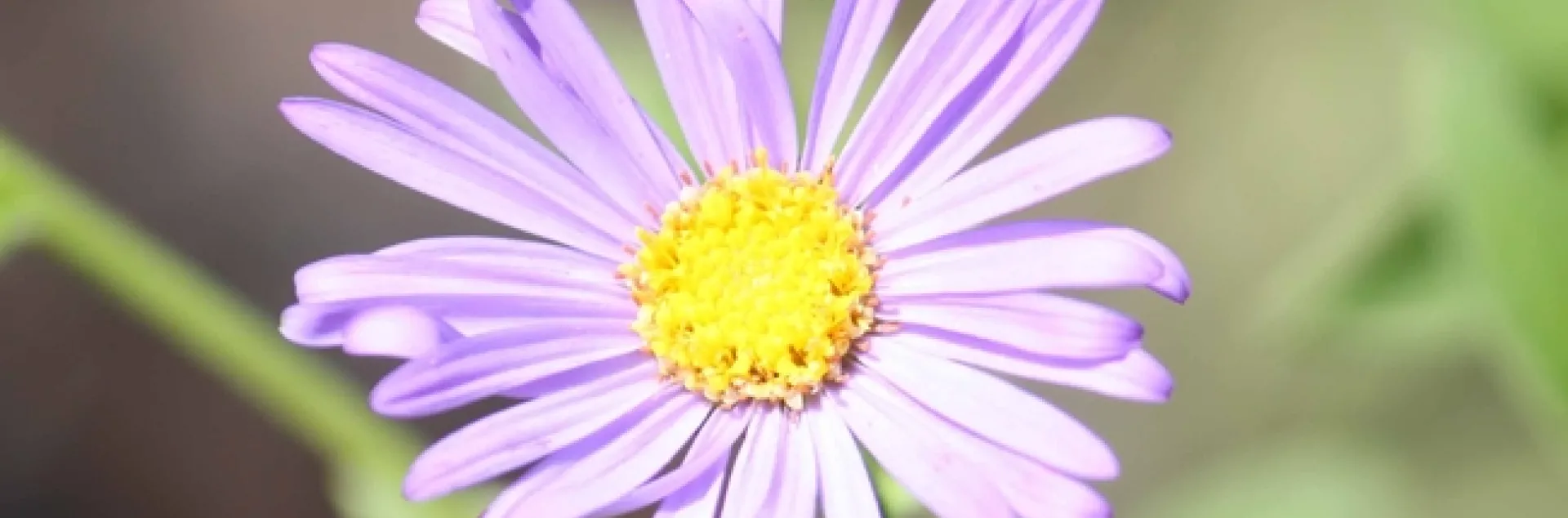 Aster frikartii (Wonder of Staffa)
