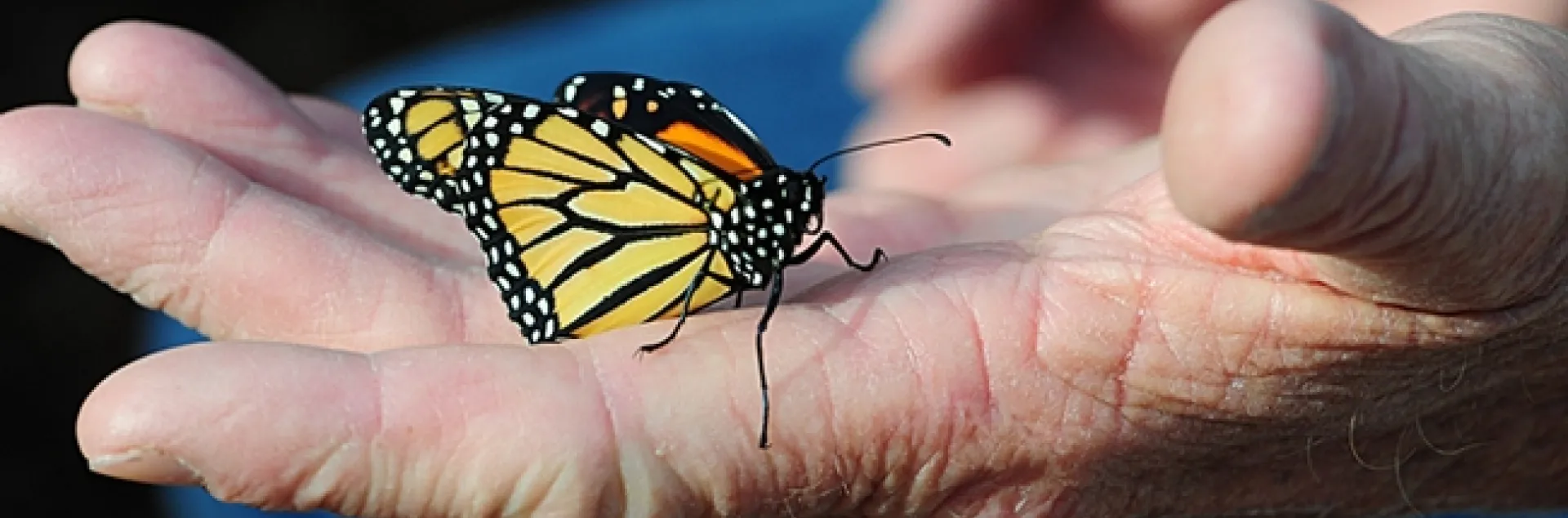 Many senior citizens who develop new hobbies (such as rearing monarch butterflies) believe this keeps their brain active and leads to greater enthusiasm for life. Supercentarian Jeanne Calment of France lived to be 122. One of her interests was playing the piano. (Photo by Kathy Keatley Garvey)