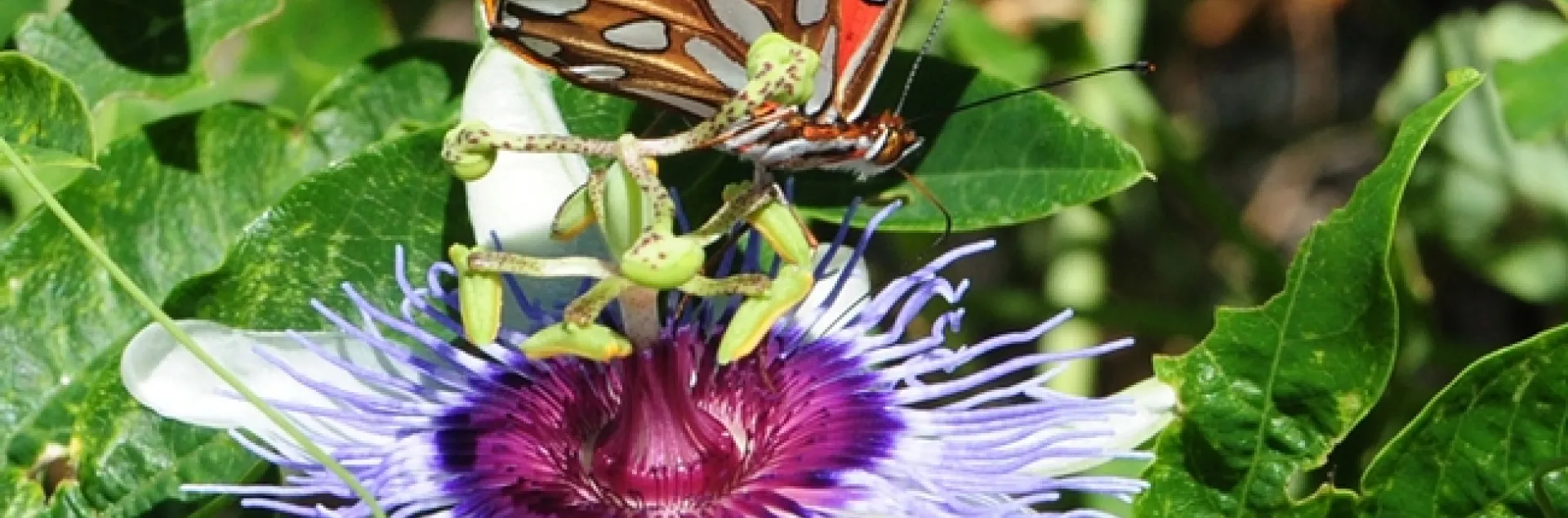 A Gulf Fritillary foraging on a lavender passionflower vine, genus Passiflora. This is the Gulf Frits' host plant, they lay their eggs only on Passiflora. (Photo by Kathy Keatley Garvey)