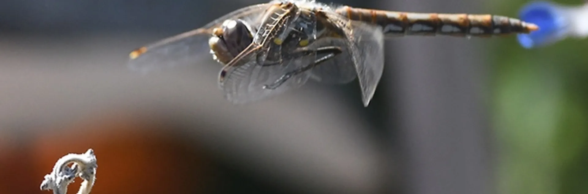 A variegated meadowhawk dragonfly, Sympetrum corruptum,in flight. (Photo by Kathy Keatley Garvey)