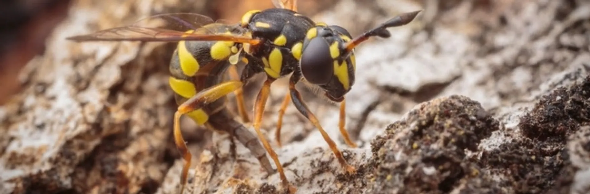 This winning image of a wasp mimic, Ceriana tridens, ovipositing in the fissures of a tree, will be showcased at the Entomological Society of America meeting in November in Vancouver,B.C. (Photo by Alexander Nguyen)